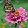 Monarch Butterfly Flower