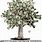 Money Tree Meme