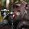 Monkey Drink Water