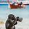 Monkey Drinking a Beer