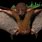 Monkey-Faced Bat