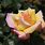 Most Beautiful Hybrid Tea Roses