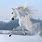 Most Beautiful White Horse