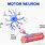 Motor Neuron Axon
