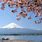 Mount Fuji Cherry Tree