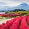 Mount Fuji Garden