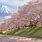 Mount Fuji Sakura