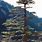 Mountain Cedar Tree