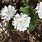 Multiplex Bloodroot