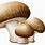 Mushroom with Transparent Background
