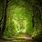 Mystical Forest Path
