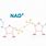Nad+ Molecule