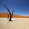 Namib Desert HD