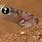 Namib Gecko