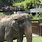 National Zoo Elephants