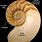 Nautiloid Cephalopod