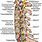 Neck Pain Anatomy