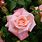 New Zealand Rose Bush