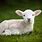 Newborn Baby Sheep