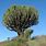 Ngorongoro Plants