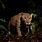Nocturnal Jaguar