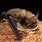 Northern Myotis Bat