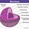 Nucleus Diagram