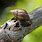 Oahu Tree Snail