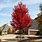 October Glory Maple Tree Leaves