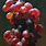 Oil Painting Grapes