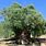 Oldest Olive Tree