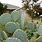 Opuntia Cactus Plant