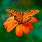 Orange Butterfly Flower