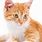 Orange Cat with White Paws