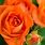 Orange Rose Plant