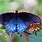 Orange Swallowtail Butterfly