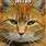 Orange Tabby Cat Meme