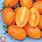 Orange Tomatoes Varieties