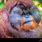 Orangutan POG Face