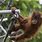 Orangutan in Zoo