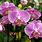 Orchid Full