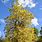 Oregon Ash Tree