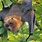 Oregon Bats
