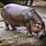 Oregon Zoo Hippo
