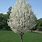 Ornamental Flowering Pear Tree