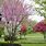 Ornamental Trees for Front Yard