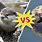 Otter vs Sea Otter