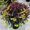 Overwinter Euphorbia Miner Merlot