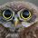 Owl Bidder