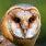 Owl Eye Sign